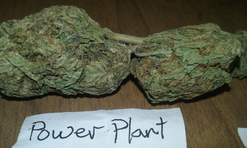 Power Plant Sativa - Indoor AAA Cannabis 1g | Johannesburg | Dis-can - image 5