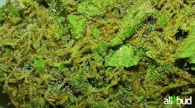 Purple Haze OCD Indica - Indoor AAA Cannabis 20g | Johannesburg | Dis-can - image 22