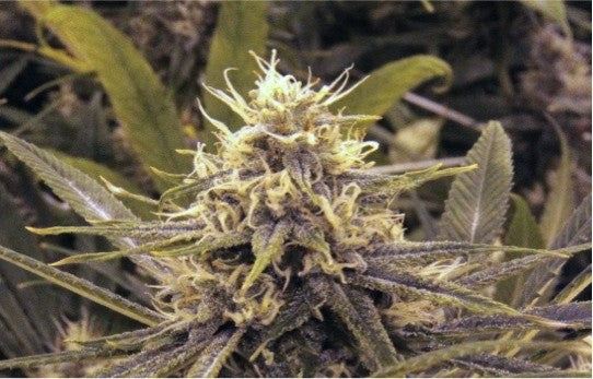 Purple Haze OCB Indica - Indoor AAA Cannabis 5g | Johannesburg | Dis-can - image 12