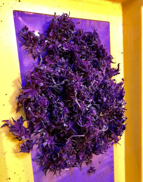 Purple Kush Indica - Indoor AAA Cannabis 5g | Johannesburg | Dis-can - image 20