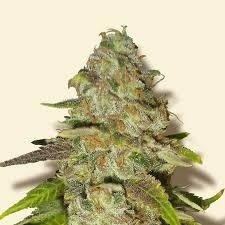Purple Kush Indica - Indoor AAA Cannabis 5g | Johannesburg | Dis-can - image 23