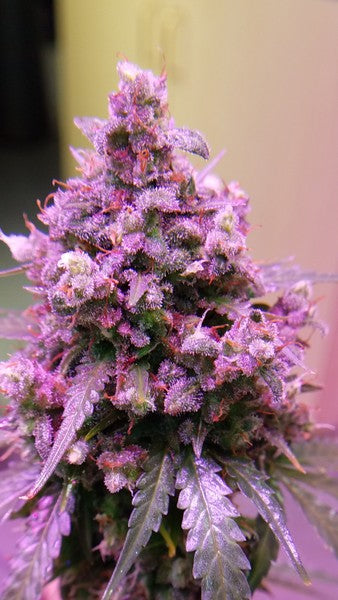 Purple Kush Indica - Indoor AAA Cannabis 5g | Johannesburg | Dis-can