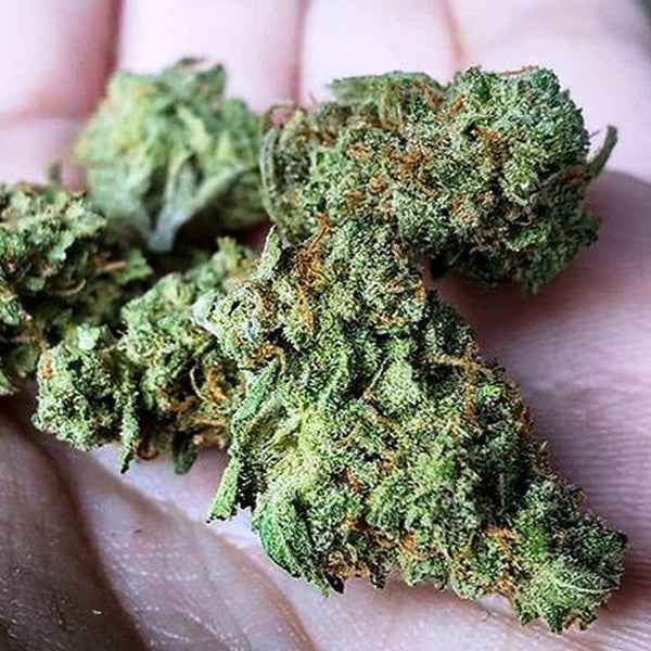 Rainbow Chips Hybrid - Indoor AAA Cannabis 10g | Dis-can Johannesburg