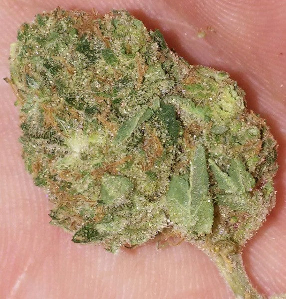 Sherbert Supreme Hybrid - Tunnel Cannabis 1g | Dis-can Johannesburg - image 6