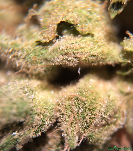 Skywalker Indica - Tunnel Cannabis 3g | Johannesburg | Dis-can
