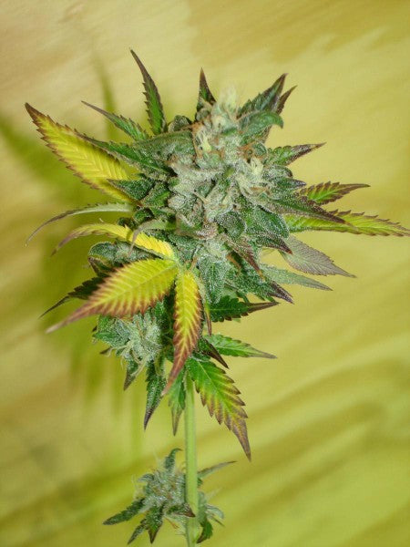 Sour Cherry Pie Hybrid - Popcorn Buds Cannabis 1g | Dis-can Johannesburg - image 1