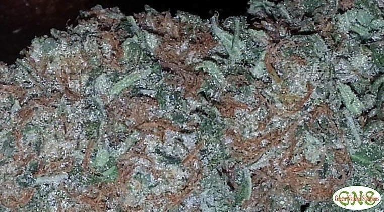Sour OG Hybrid - Greenhouse Cannabis 10g | Dis-can Johannesburg - image 6