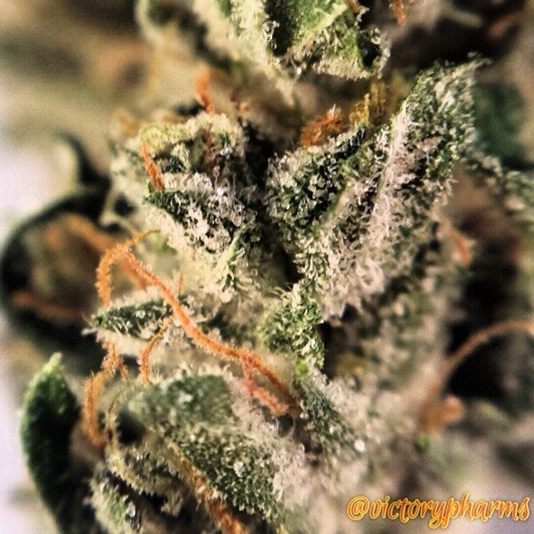 Sour OG Hybrid - Greenhouse Cannabis 10g | Dis-can Johannesburg - image 7