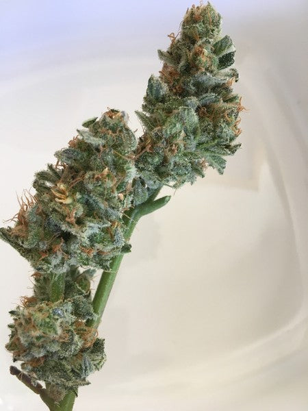 Sour OG Hybrid - Greenhouse Cannabis 10g | Dis-can Johannesburg - image 11