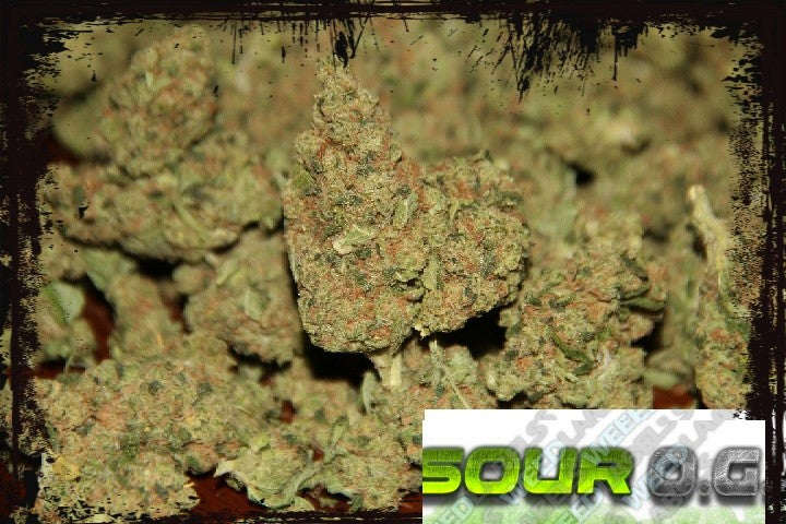 Sour OG Hybrid - Greenhouse Cannabis 10g | Dis-can Johannesburg - image 14