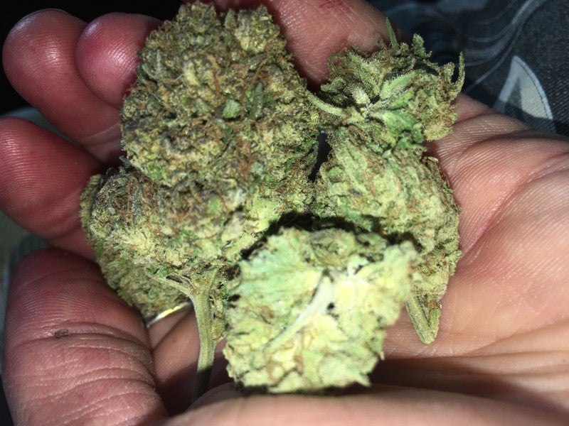 Sour OG Hybrid - Greenhouse Cannabis 10g | Dis-can Johannesburg - image 15
