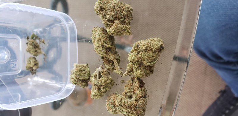 Space Candy Hybrid - Indoor AAA Cannabis 10g | Dis-can Johannesburg - image 3
