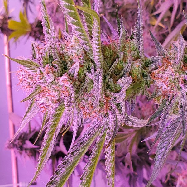 Super Silver Haze Sativa - Greenhouse Cannabis 10g | Johannesburg | Dis-can - image 11