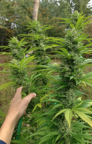Super Silver Haze Sativa - Greenhouse Cannabis 10g | Johannesburg | Dis-can - image 13