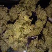 Super Silver Haze Sativa - Greenhouse Cannabis 10g | Johannesburg | Dis-can - image 15