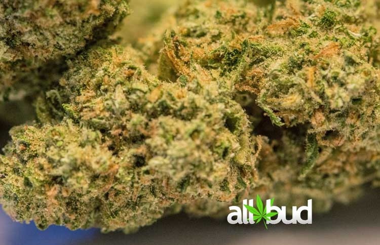 Super Silver Haze Sativa - Greenhouse Cannabis 10g | Johannesburg | Dis-can - image 16