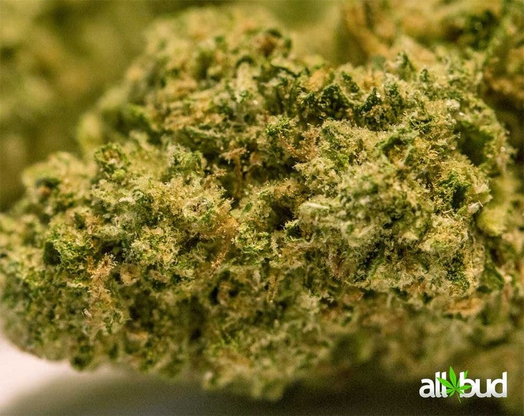 Super Silver Haze Sativa - Greenhouse Cannabis 10g | Johannesburg | Dis-can - image 17