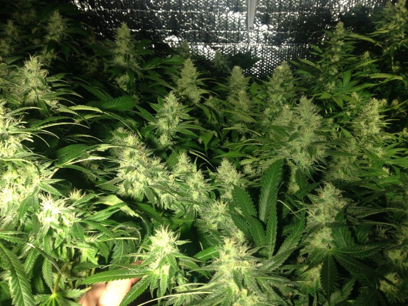 Super Silver Haze Sativa - Greenhouse Cannabis 10g | Johannesburg | Dis-can - image 20