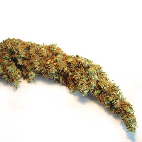 Super Silver Haze Sativa - Greenhouse Cannabis 10g | Johannesburg | Dis-can - image 27