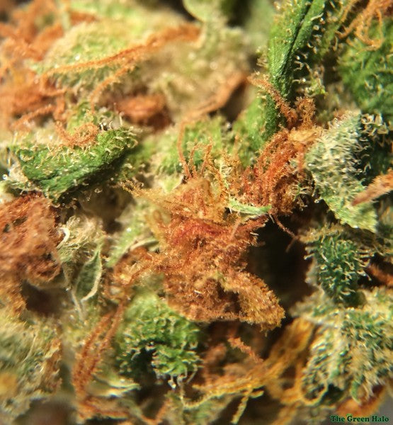 Thai Blue Hybrid - Indoor AAA Cannabis 1g | Dis-can Johannesburg