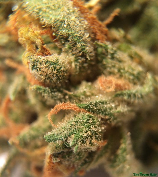 Thai Blue Hybrid - Indoor AAA Cannabis 1g | Dis-can Johannesburg