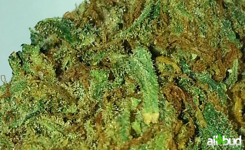 Tigers Milk Hybrid - Indoor AAA Cannabis 20g | Dis-can Johannesburg - image 1