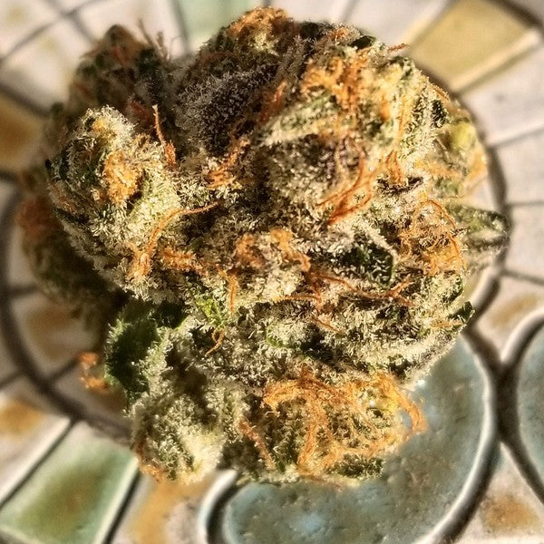Tigers Milk Hybrid - Indoor AAA Cannabis 20g | Dis-can Johannesburg - image 4
