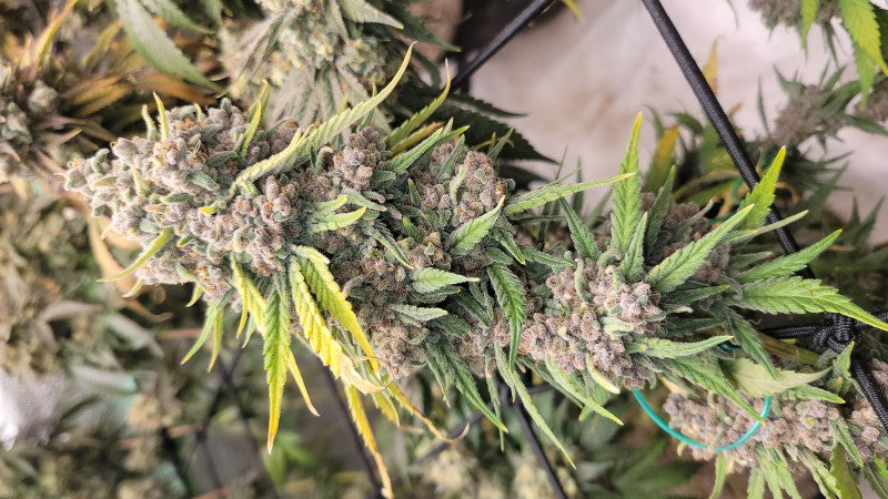 Triple Cheese Hybrid - Indoor AAA Cannabis 20g | Dis-can Johannesburg - image 1
