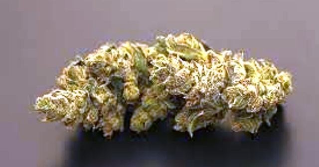 Triple Cheese Hybrid - Indoor AAA Cannabis 20g | Dis-can Johannesburg - image 2