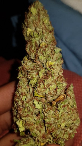 Triple Cheese Hybrid - Indoor AAA Cannabis 20g | Dis-can Johannesburg - image 3