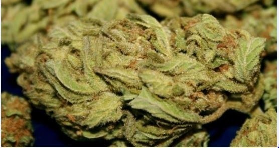 Tsunami Passion Hybrid - Indoor AAA Cannabis 20g | Dis-can Johannesburg - image 1
