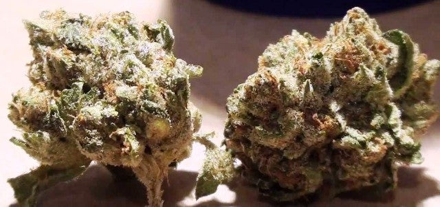 Vader Saber Hybrid - Indoor AAA Cannabis 20g | Dis-can Johannesburg - image 4