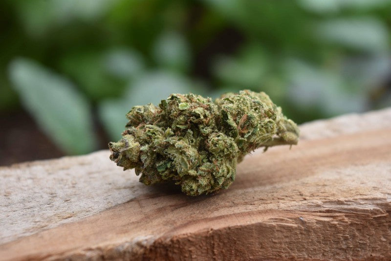Vanilla Frosting Hybrid - Indoor AAA Cannabis 5g | Dis-can Johannesburg