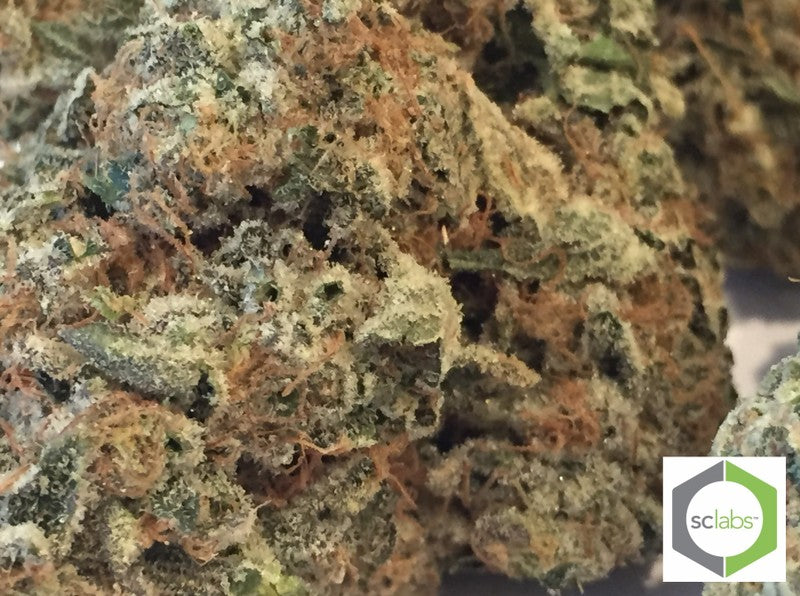 Wedding Cake Hybrid - Popcorn Buds Cannabis 3g | Dis-can Johannesburg - image 26