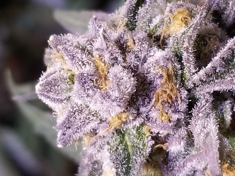 Wedding Cake Hybrid - Popcorn Buds Cannabis 3g | Dis-can Johannesburg - image 41