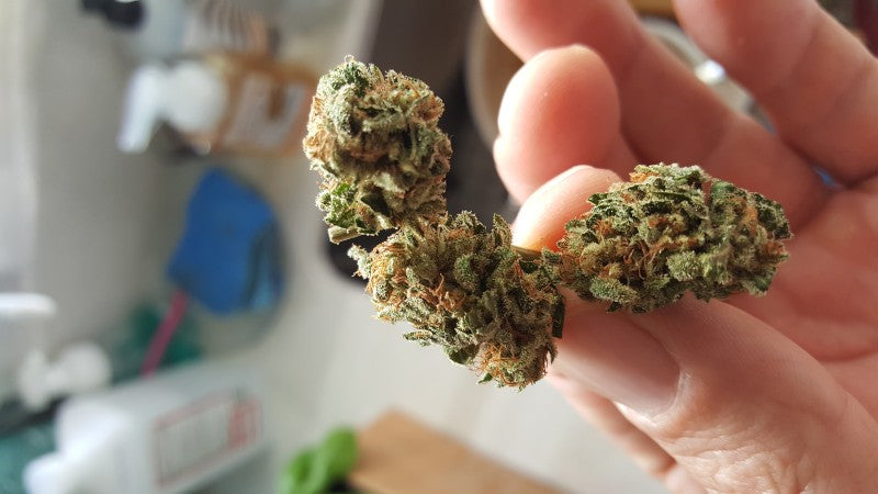 Wedding Cake Hybrid - Popcorn Buds Cannabis 3g | Dis-can Johannesburg - image 42