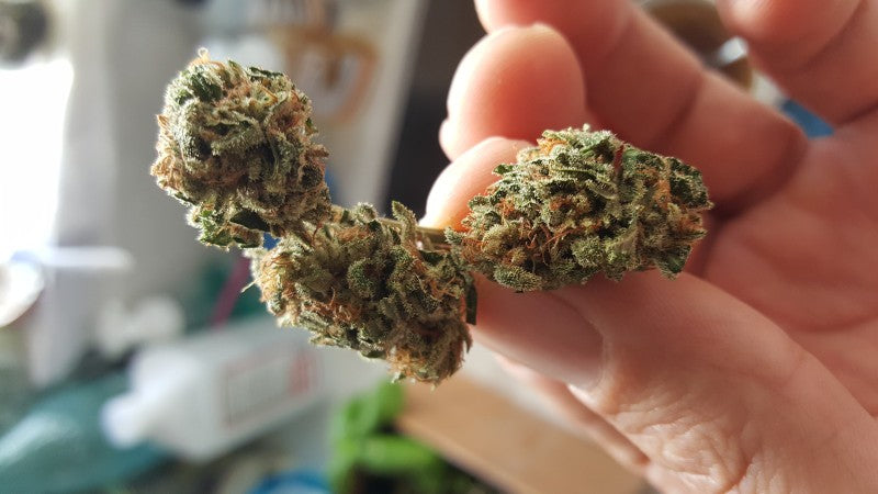 Wedding Cake Hybrid - Popcorn Buds Cannabis 3g | Dis-can Johannesburg - image 43