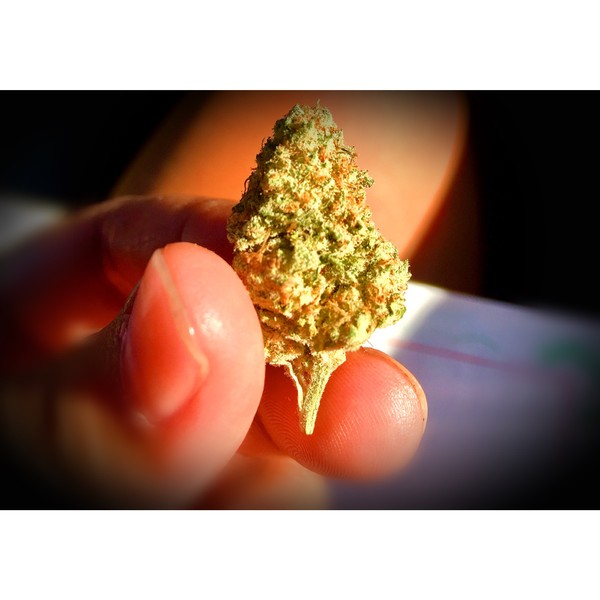 Wedding Cake Hybrid - Popcorn Buds Cannabis 3g | Dis-can Johannesburg - image 47