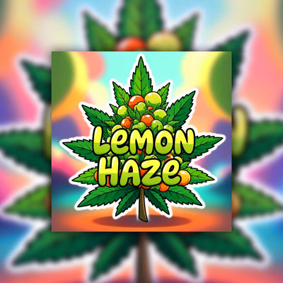Lemon Haze Sativa - Indoor Premium Cannabis 3g | Johannesburg | Dis-can - Image 1