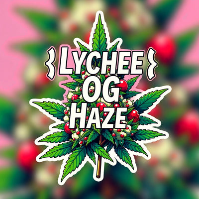 Lychee OG Haze Hybrid - Popcorn Buds Cannabis 3g | Dis-can Johannesburg - Image 1