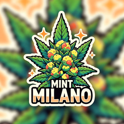 Mint Milano Hybrid - Indoor AAA Cannabis 20g | Dis-can Johannesburg - Image 1