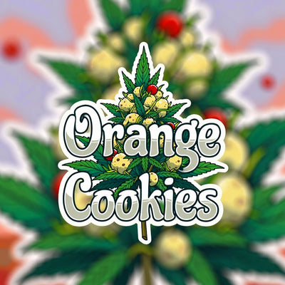 Orange Cookies Hybrid - Popcorn Buds Cannabis 3g | Dis-can Johannesburg - Image 1