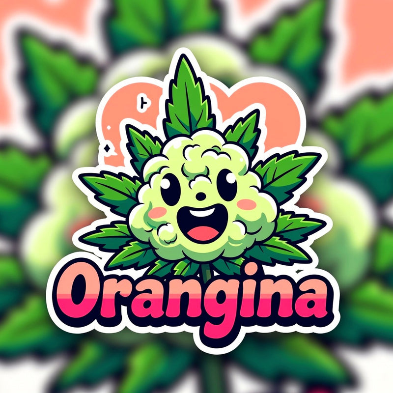 Orangina Hybrid - Indoor AAA Cannabis 5g | Dis-can Johannesburg - Image 1