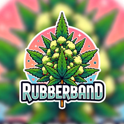 Rubberband Hybrid - Indoor AAA Cannabis 10g | Dis-can Johannesburg - Image 1