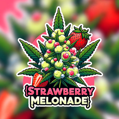 Strawberry Melonade Hybrid - Indoor AAA Cannabis 10g | Dis-can Johannesburg