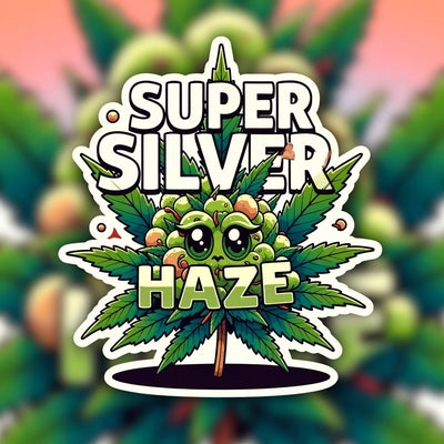 Super Silver Haze Sativa - Greenhouse Cannabis 10g | Johannesburg | Dis-can